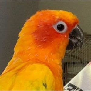 Meet your Posher, Carmine